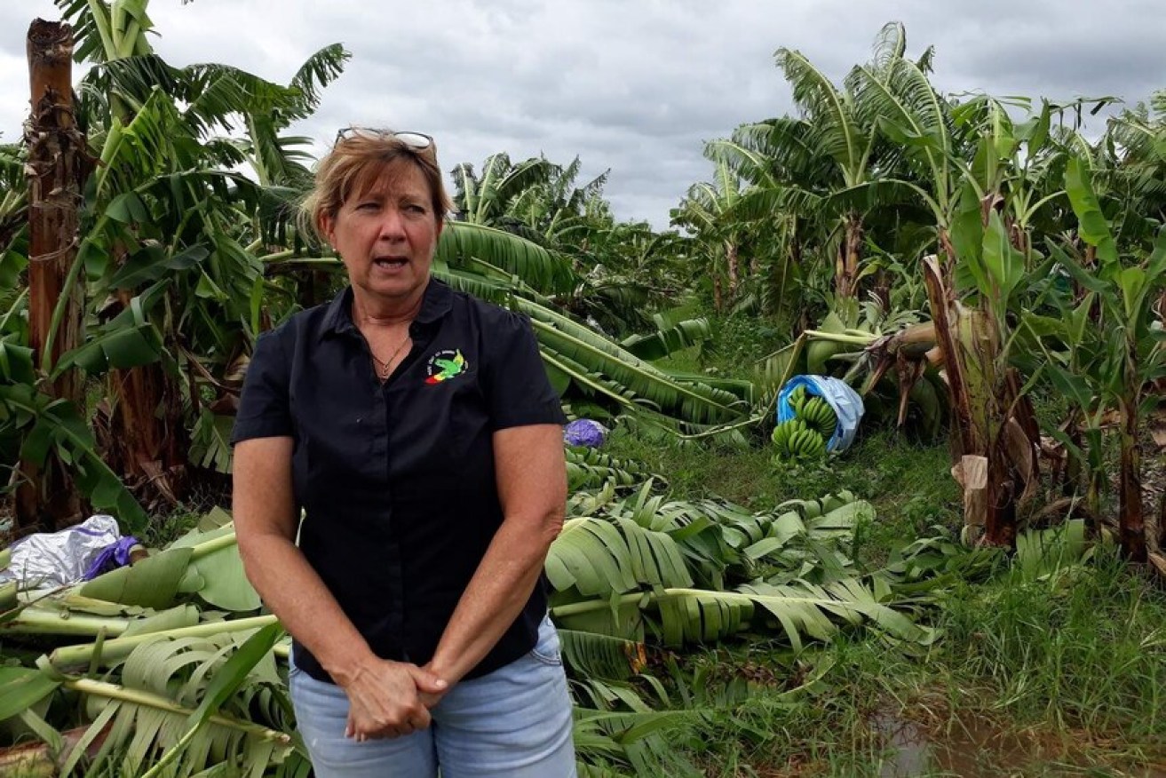 Banana farmers in north Queensland have been devastated by Tropical Cyclone Niran.