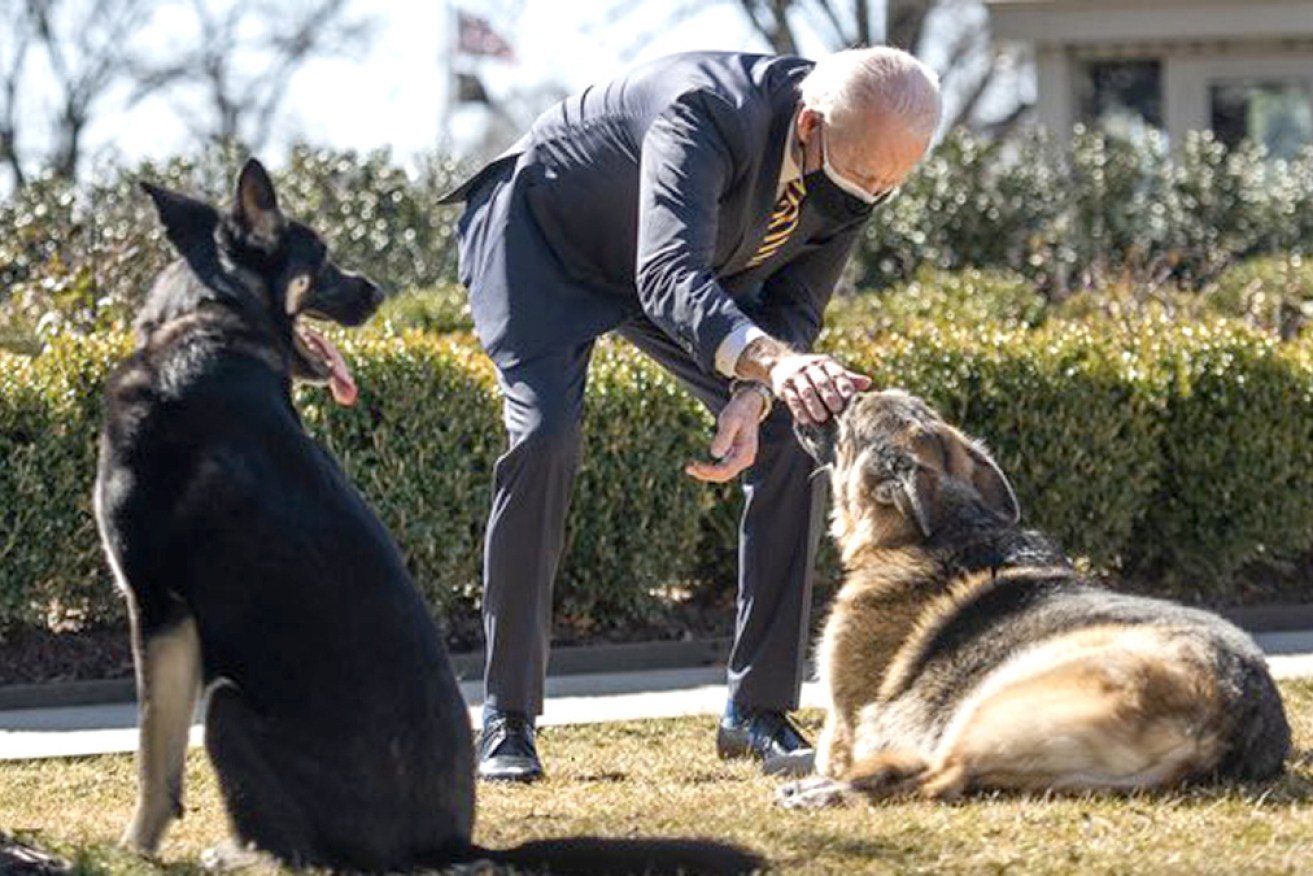 Bad dog! Joe Biden with Major (left) and Champ.