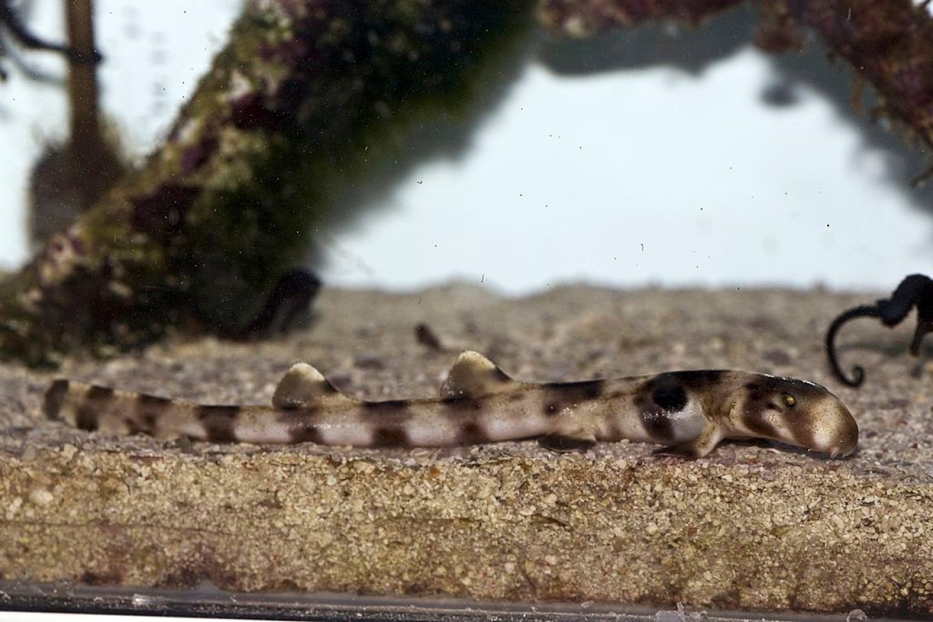There are concerns the Epaulette shark (pictured here in Townsville) won’t survive in oceans in the future. 
