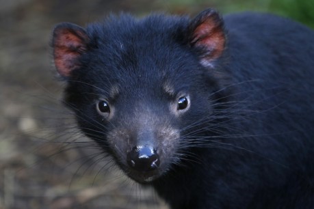 Gruesome mass discovery of dead Tasmanian devils prompts plea for action
