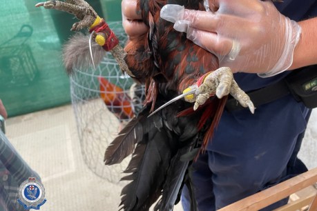 Hundreds of fighting roosters seized in NSW raid