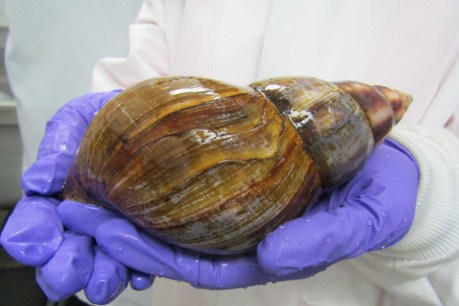 Escargot in cargo: Explosion in invasive giant African snails sparks alarm