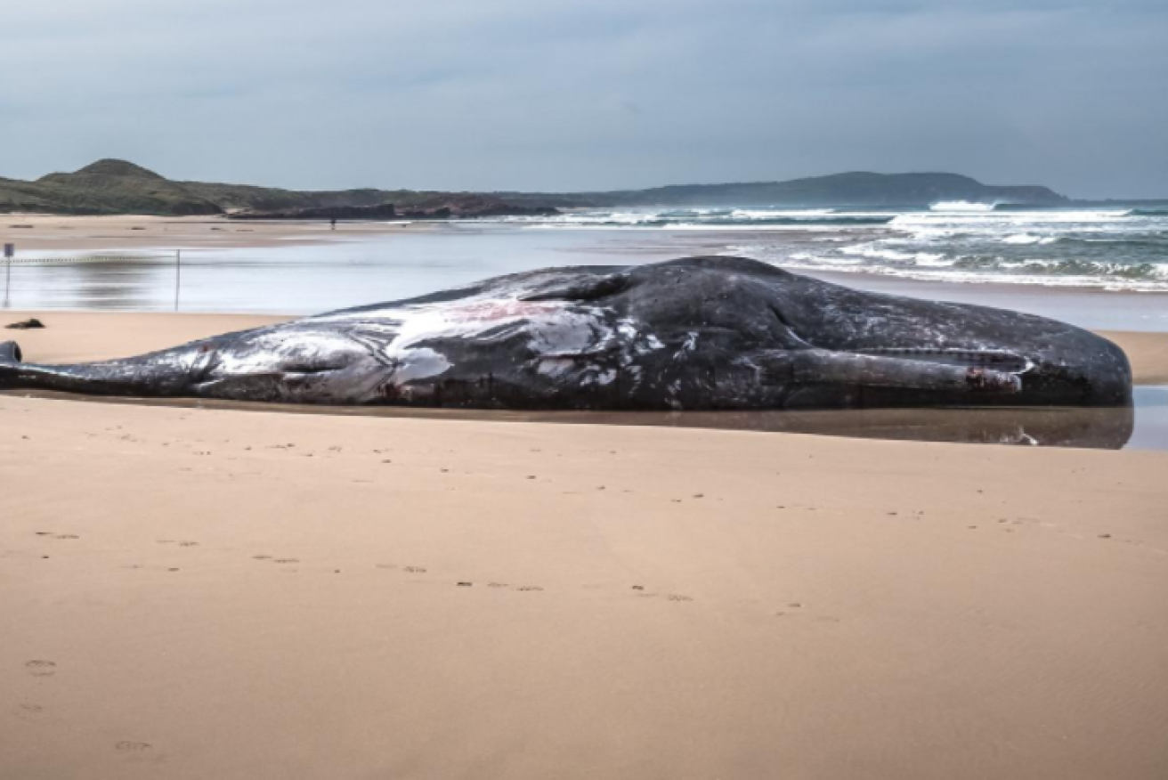 Wildlife authorities have fenced off the body of the gentle ocean monarch and will let it decompose with dignity.