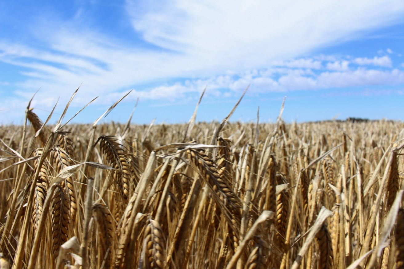 Australian scientists hope the findings of how a plant loses water can improve barley yields.