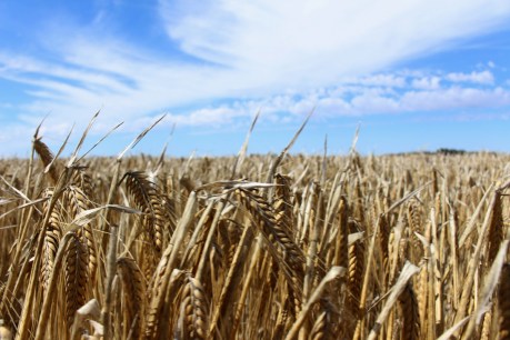 Invention brings drought-surviving crops closer