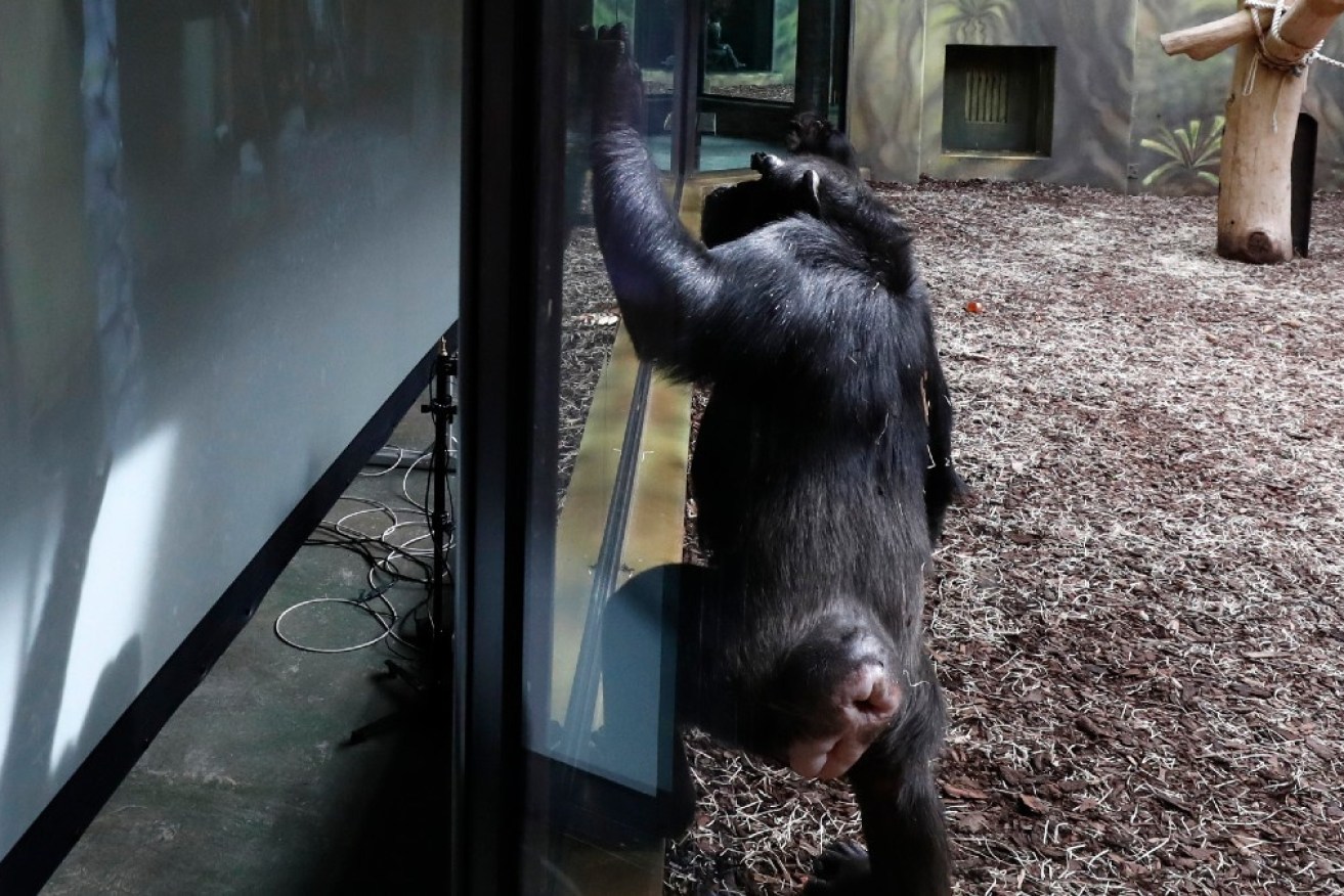 The youngest of the female chimps, 'M', enjoys video calls the most. <i>Photo: AAP</i>