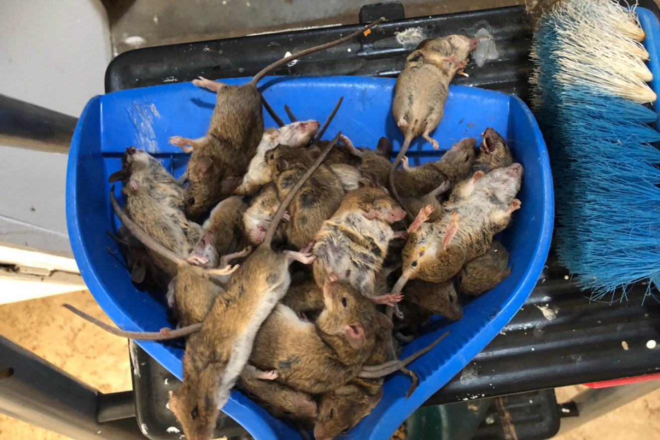 Dead mice at a property in Coonamble, in central west NSW, in February.