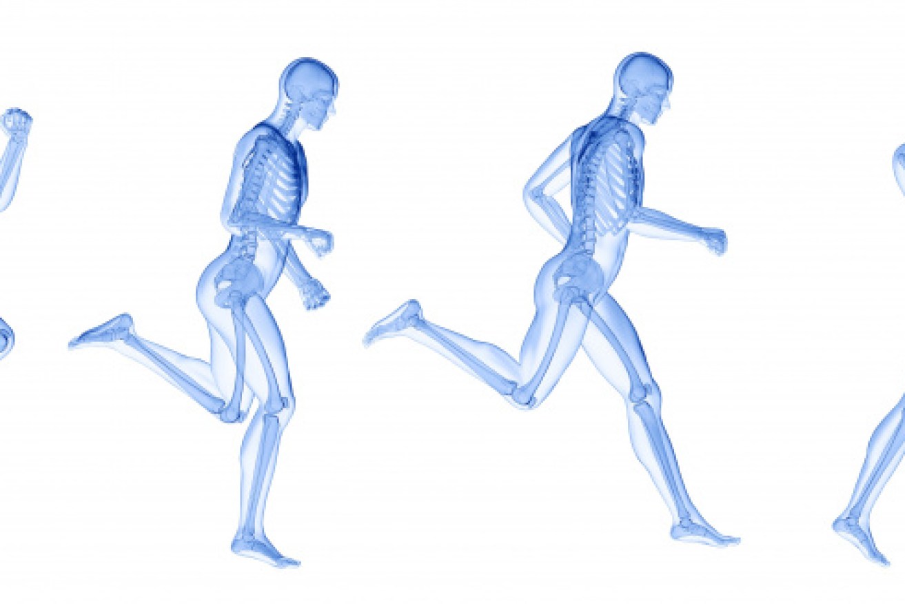 Scientists have discovered bone-making cells lining the blood vessels in bone marrow. They keep us healthy.