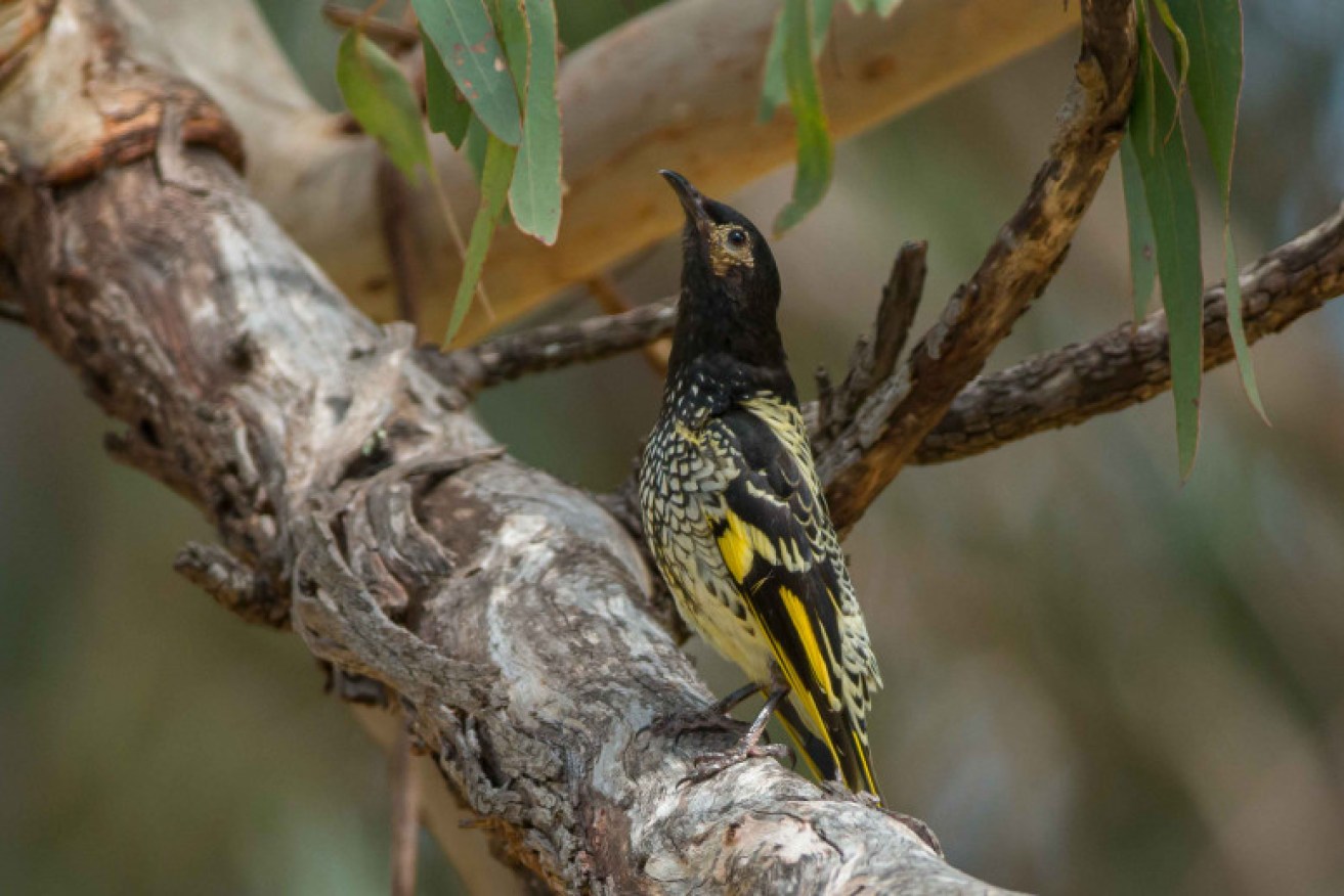 New generations of critically endangered regent honeyeaters aren't learning the love song that helps win a mate. 