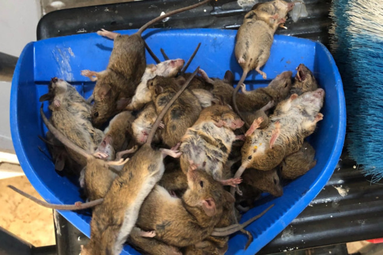 New South Wales farmers are battling a mouse plague. So what's caused it and how will it end? 