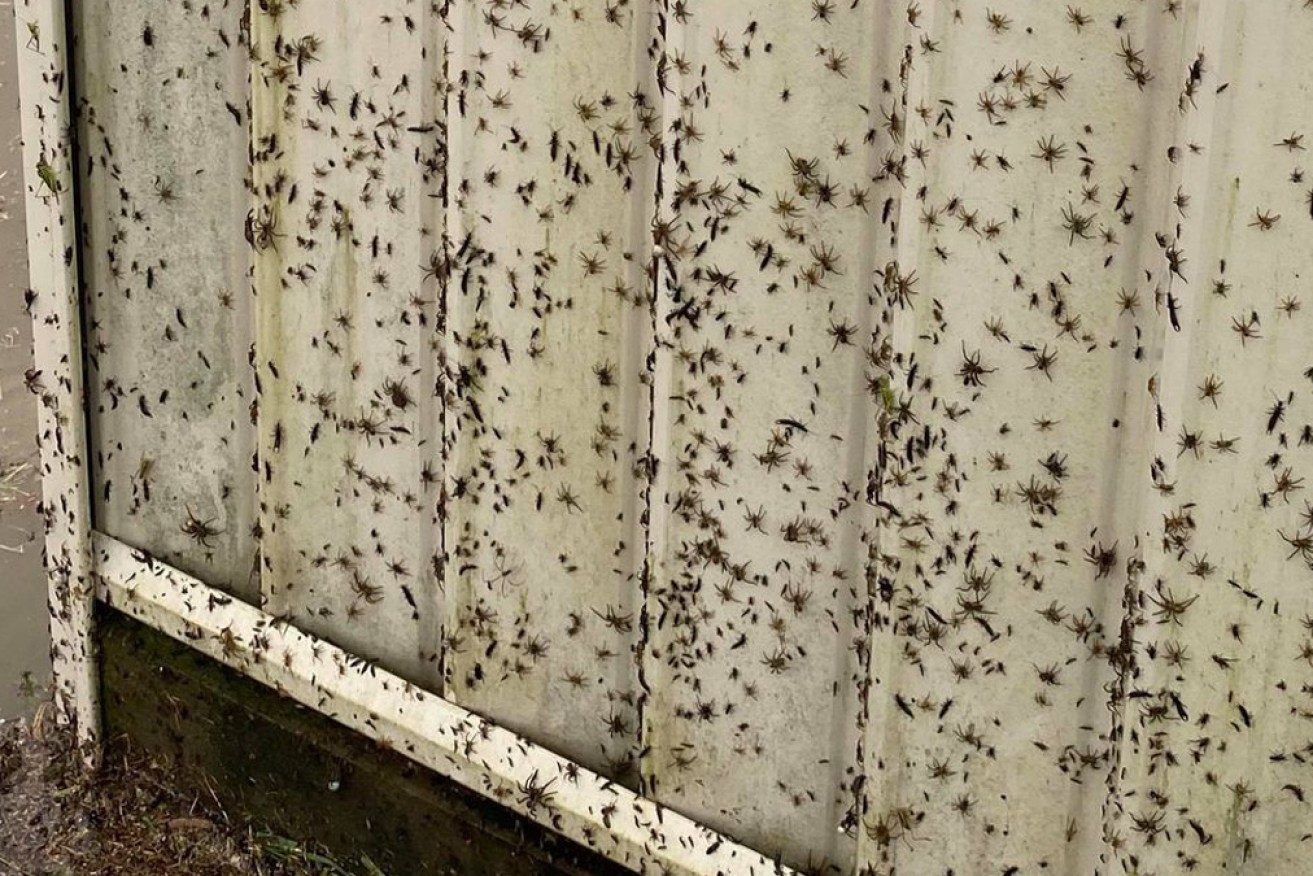 Spiders made their way to higher ground to escape the flooding.