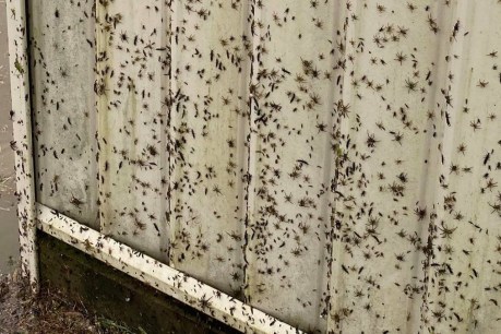 Amid record-breaking NSW deluge, a plague of spiders emerges