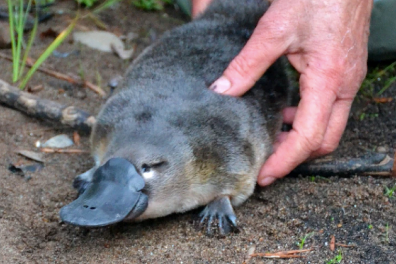 Australian Platypus Conservancy researchers used live trapping to gauge the size of the population on the Buffalo River.