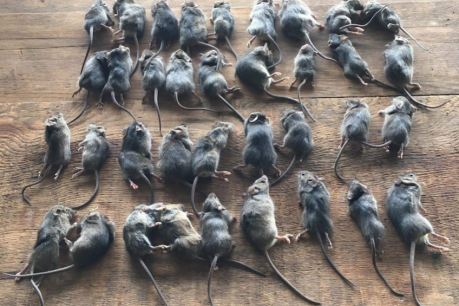 Eek! Mice plague ravaging NSW farms heads south