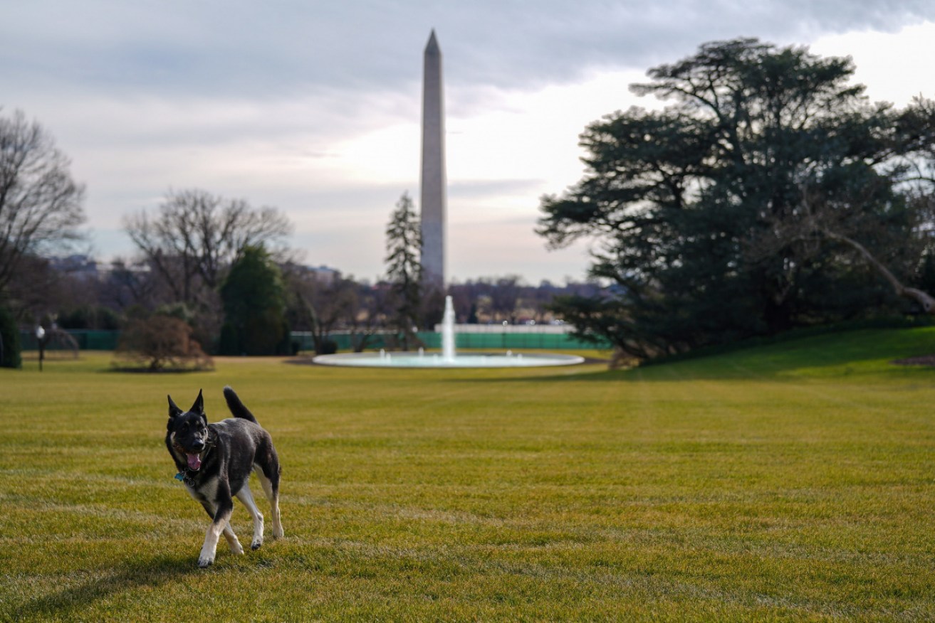 Major has again nipped someone at the White House following a similar incident earlier this month.