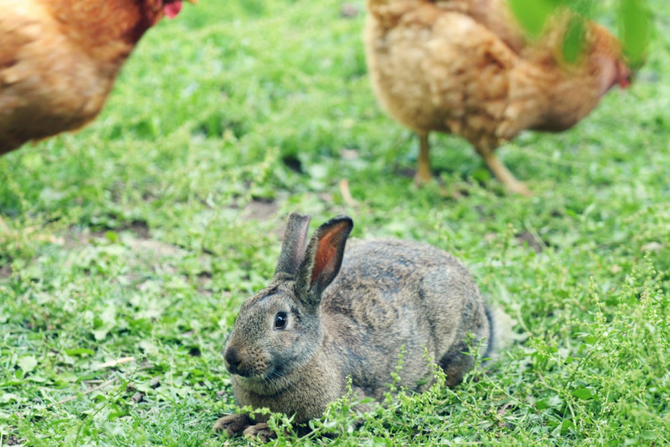 Rabbit meat is high in protein and low in total fat. It has more iron and less salt than chicken.