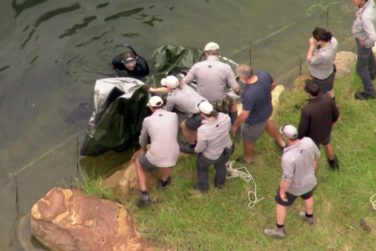 Staff covered the chimpanzee with a tarpaulin before hauling it out of the water. Photo: ABC