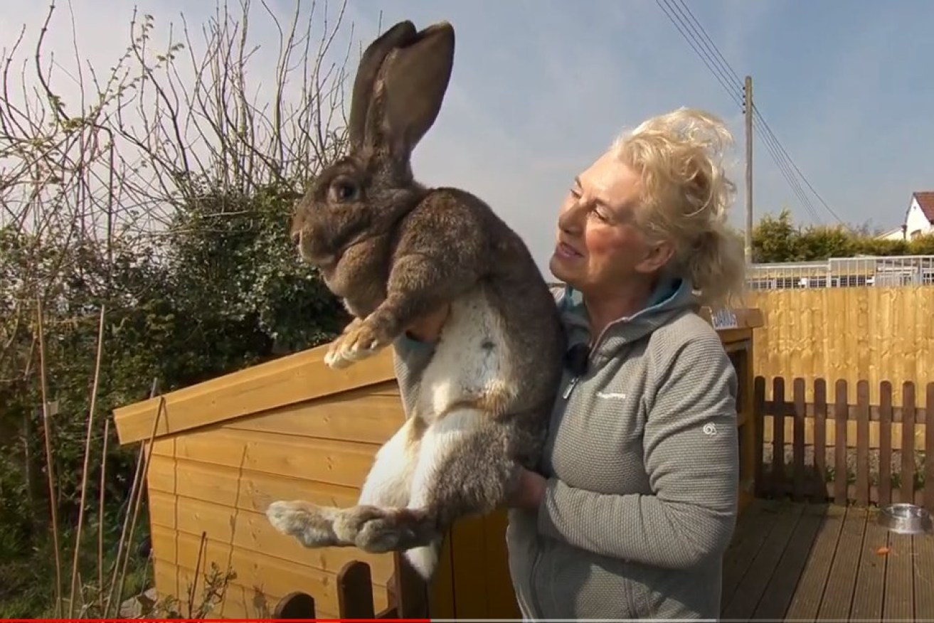 The world's largest rabbit, Darius, was snatched from his pen on Saturday. 