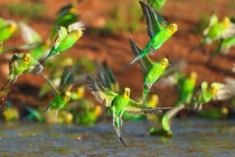 Budgies transform Red Centre into a sea of green and gold