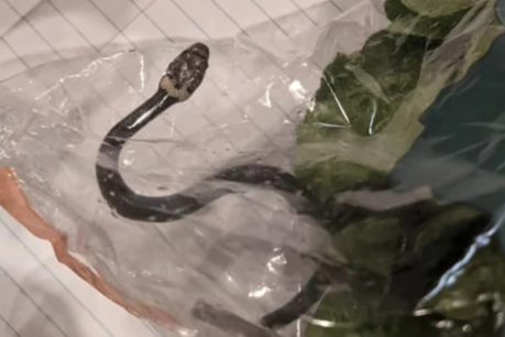 Stowaway snake apparently found in Sydney Aldi lettuce bag is returned home to Queensland