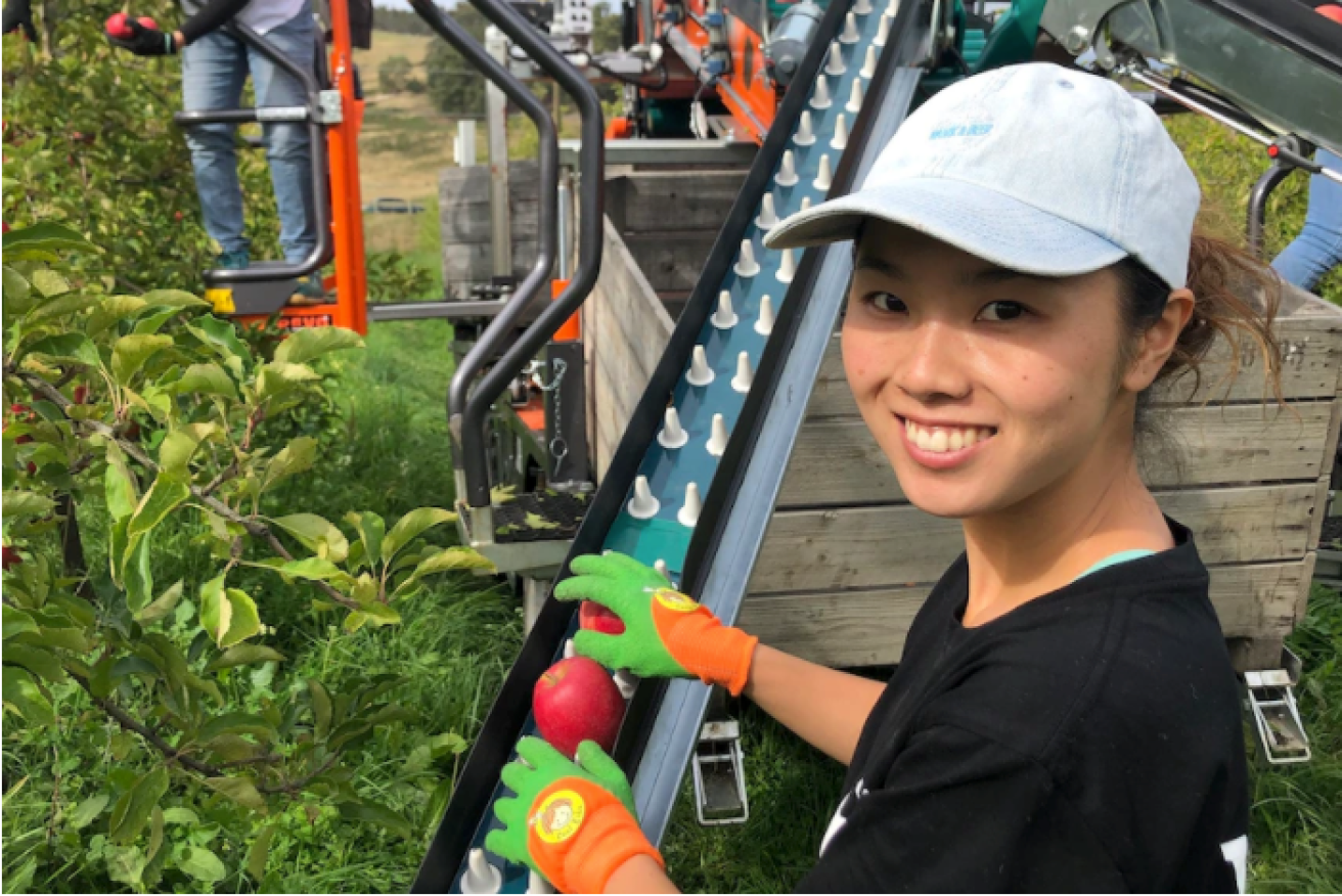 Picker Arisa Yoshida with the machine in Tasmania's Huon Valley.