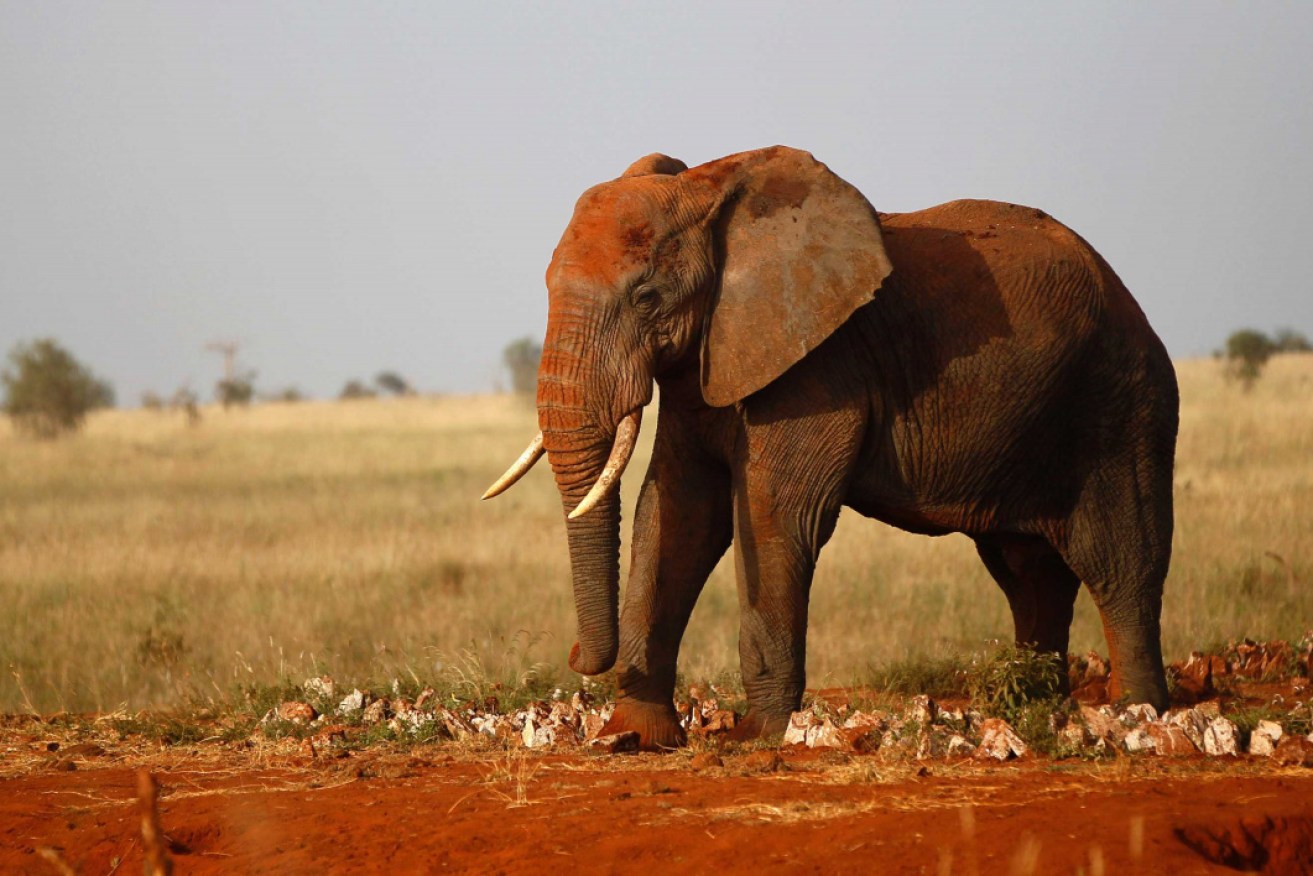 Authorities at Kruger National Park say they were chasing poachers before one was trampled to death by elephants.