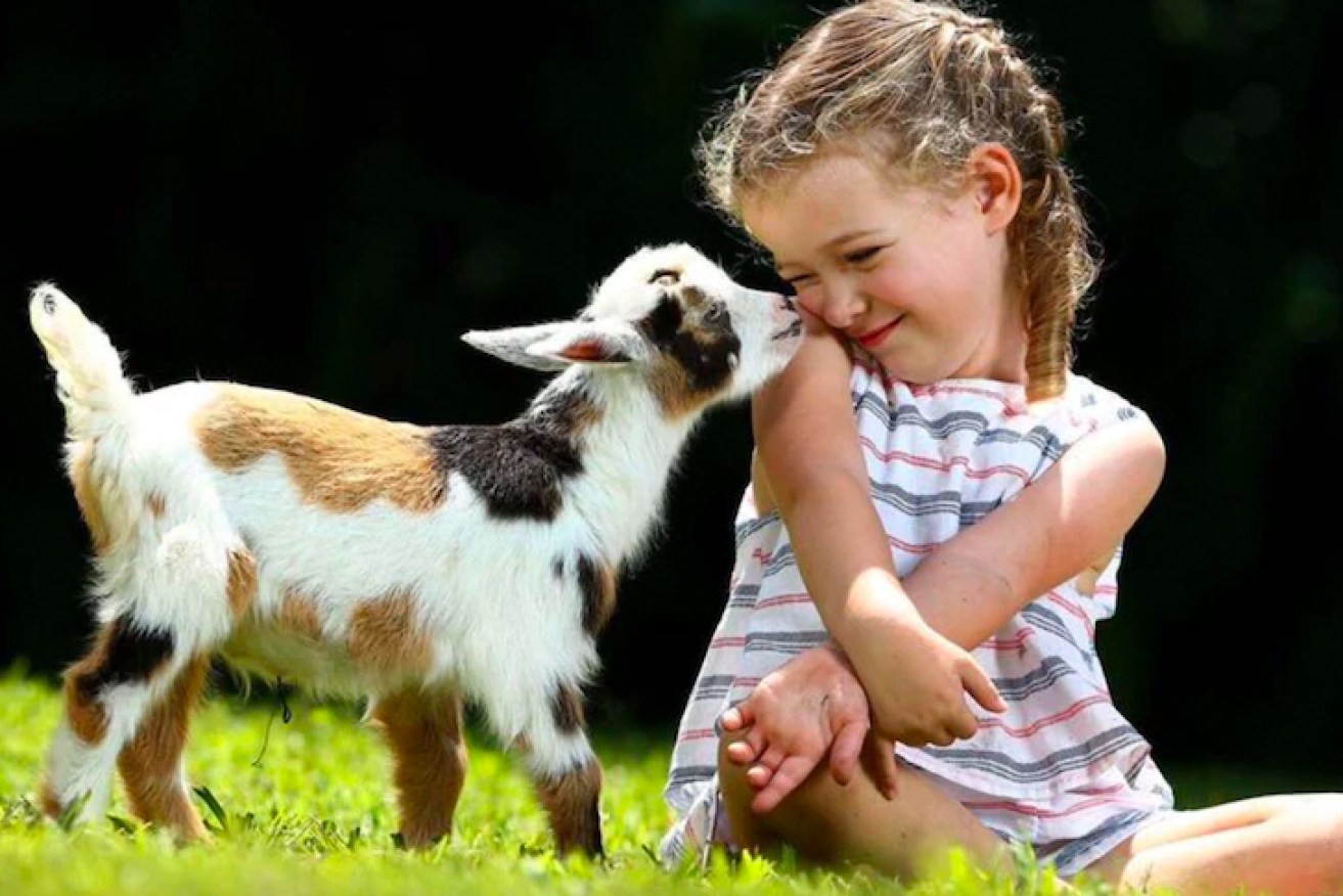 Nigerian dwarf goats are popular as pets and for their milk production.