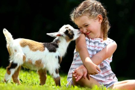 Nigerian dwarf goats selling for up to $15,000 as pets and for high-quality milk