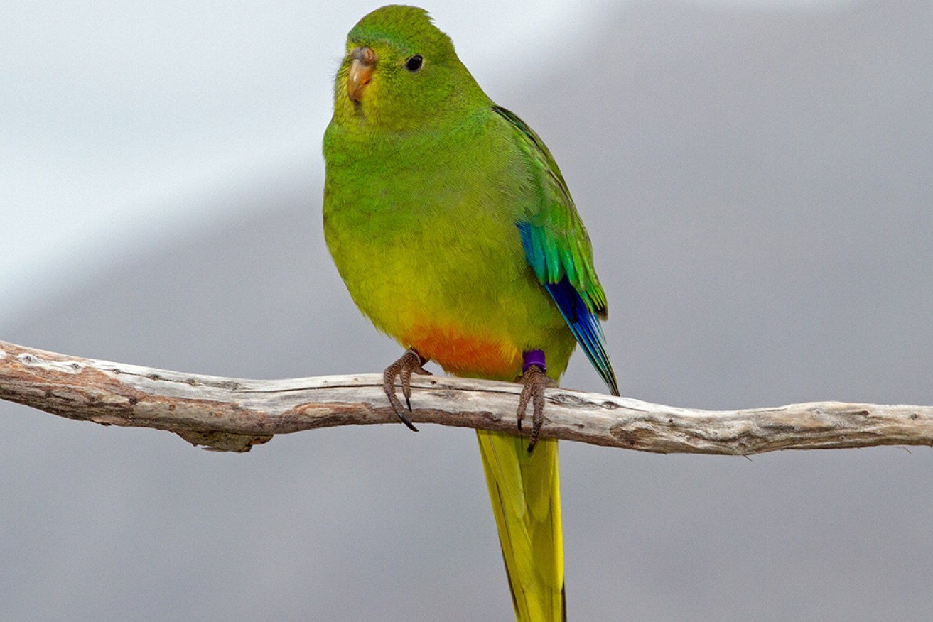 Dozens of endangered orange-bellied parrots have been released into the wild in Victoria.