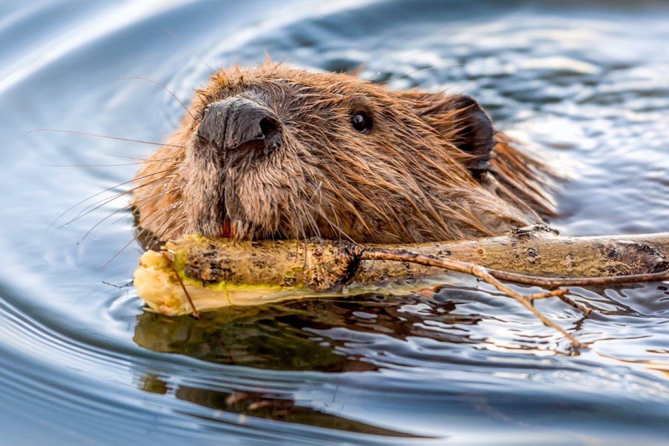 The beaver chewed its way through a crucial fibre cable.