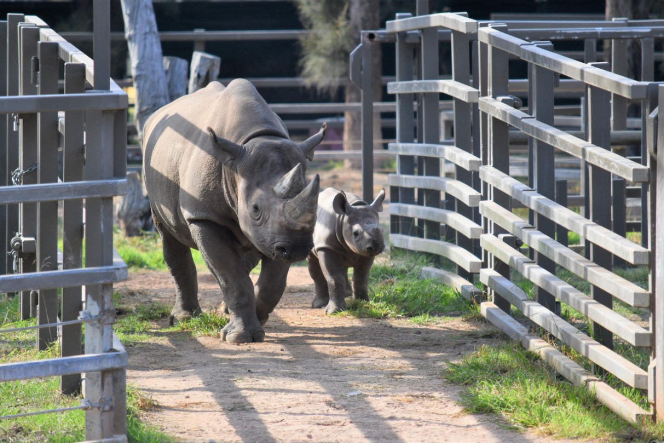 Seven-week-old black rhino Sabi enters the paddock at the Western Plains Zoo with mother, Bakhita.