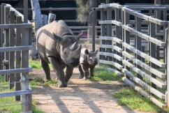 Endangered black rhino calf debuts at Dubbo zoo
