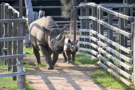 Endangered black rhino calf debuts at Dubbo zoo