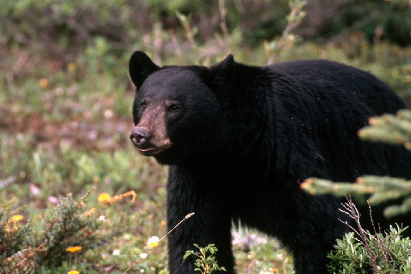 Female black bears are notoriously aggressive when they believe their cubs are threatened.