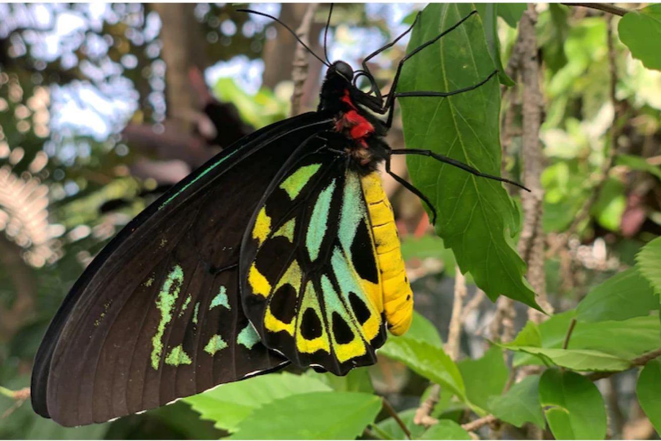 An abundance of food has contributed to the boom of butterflies like the Cairns birdwing. 