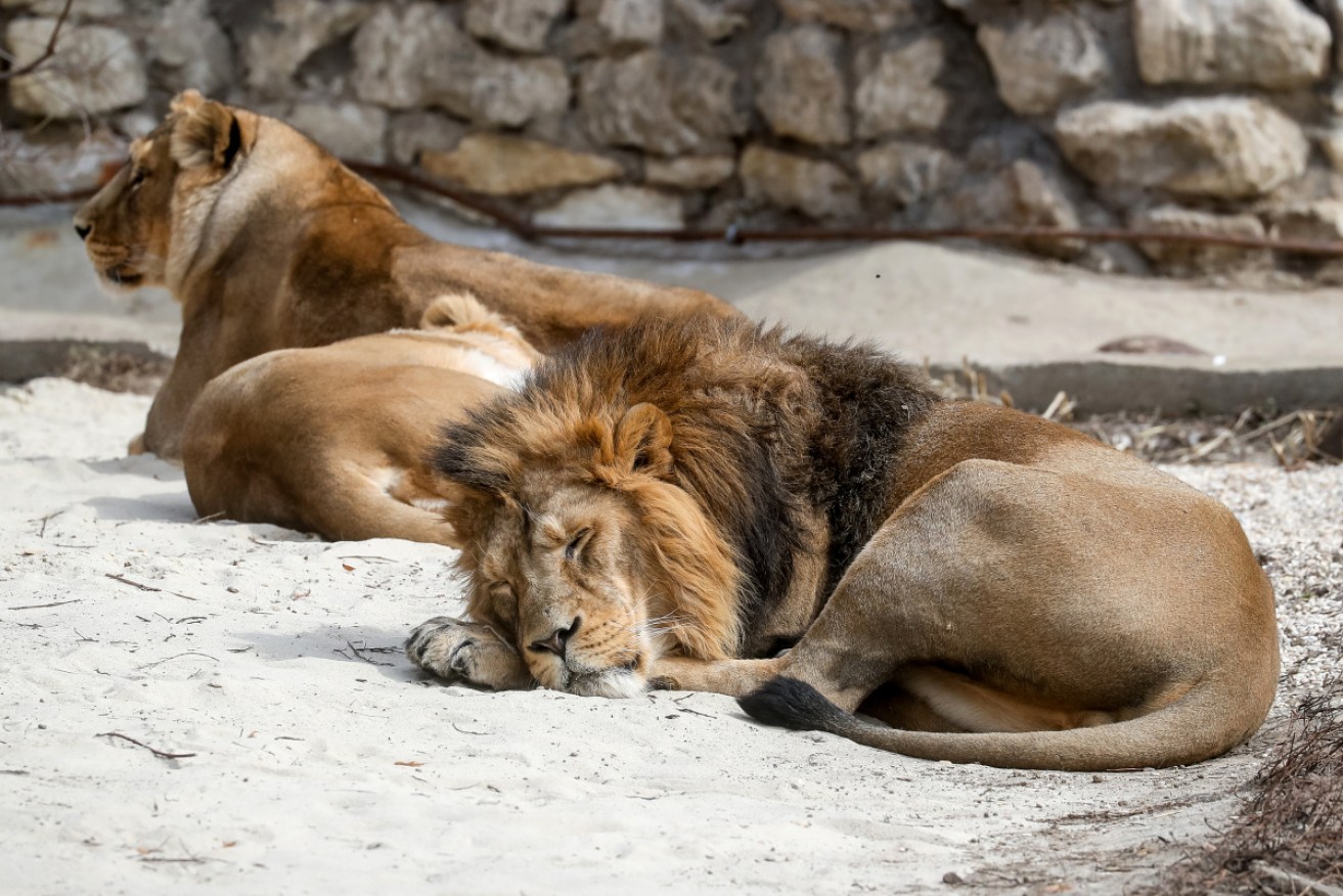 Eight lions have been diagnosed with the coronavirus in India.
