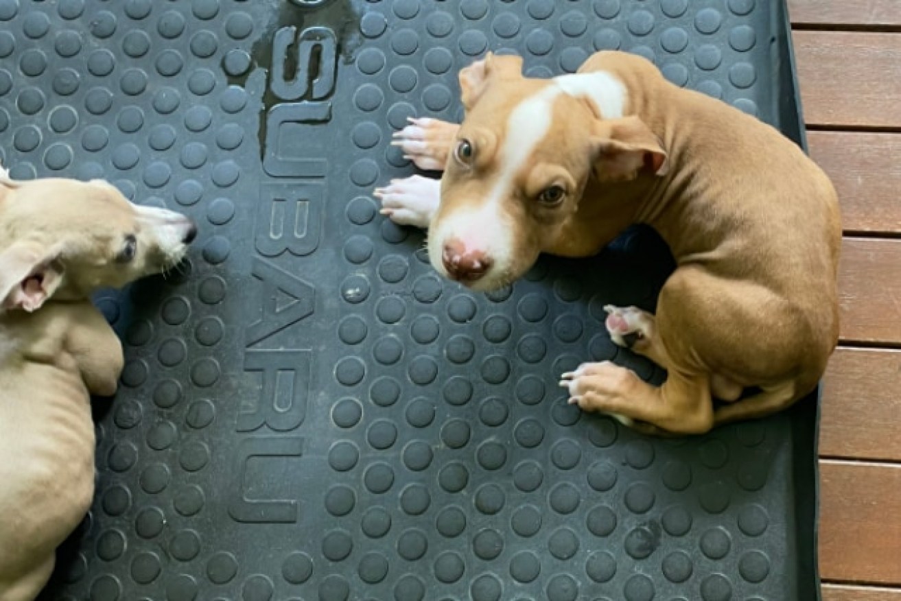 Puppies Ula and Roo were severely malnourished after being fed a diet of chickpeas and quinoa by a vegan Queensland couple.