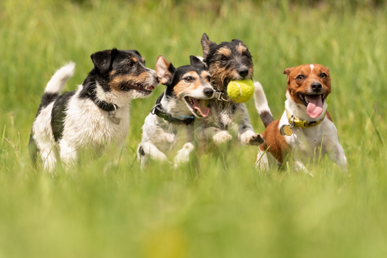 A dog's life: Packing in as much fun as possible, dogs apparently have better social lives than their owners.