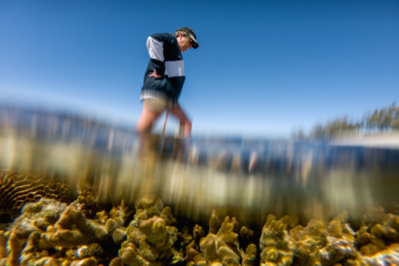 A tourist hikes at low tide through coral in Queensland in 2010, where climate change had already caused mass bleaching. Now scientists warn that time is running out for healthy coral reefs worldwide. 