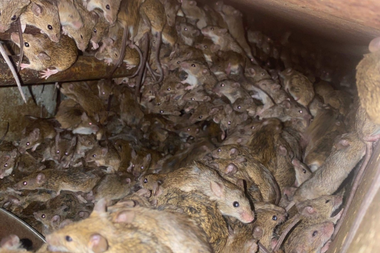 Hundreds of mice hide underneath a silo in central west New South Wales.