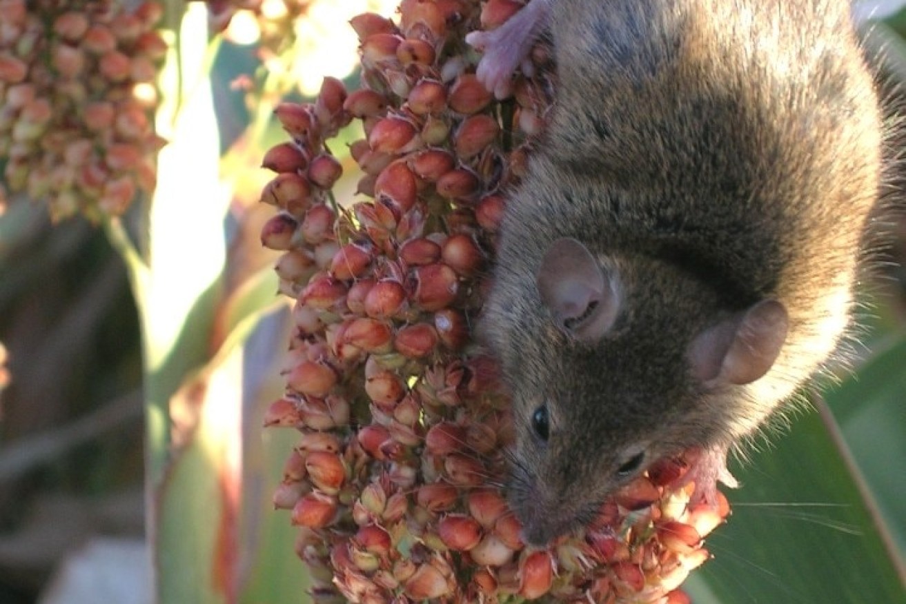 Mice can cause serious damage to both sorghum and corn crops at this stage of the year.