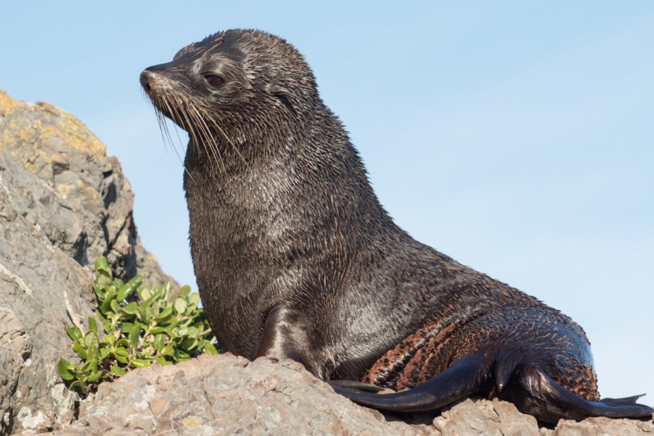 Long-nosed fur seals' fate at the hands of salmon farmers is particularly cruel. 