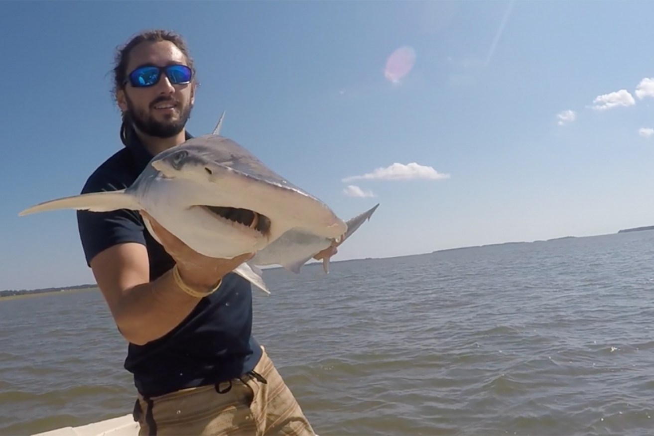 Scientist Bryan Keller's research found bonnethead sharks reacted to magnetic cues for direction.
