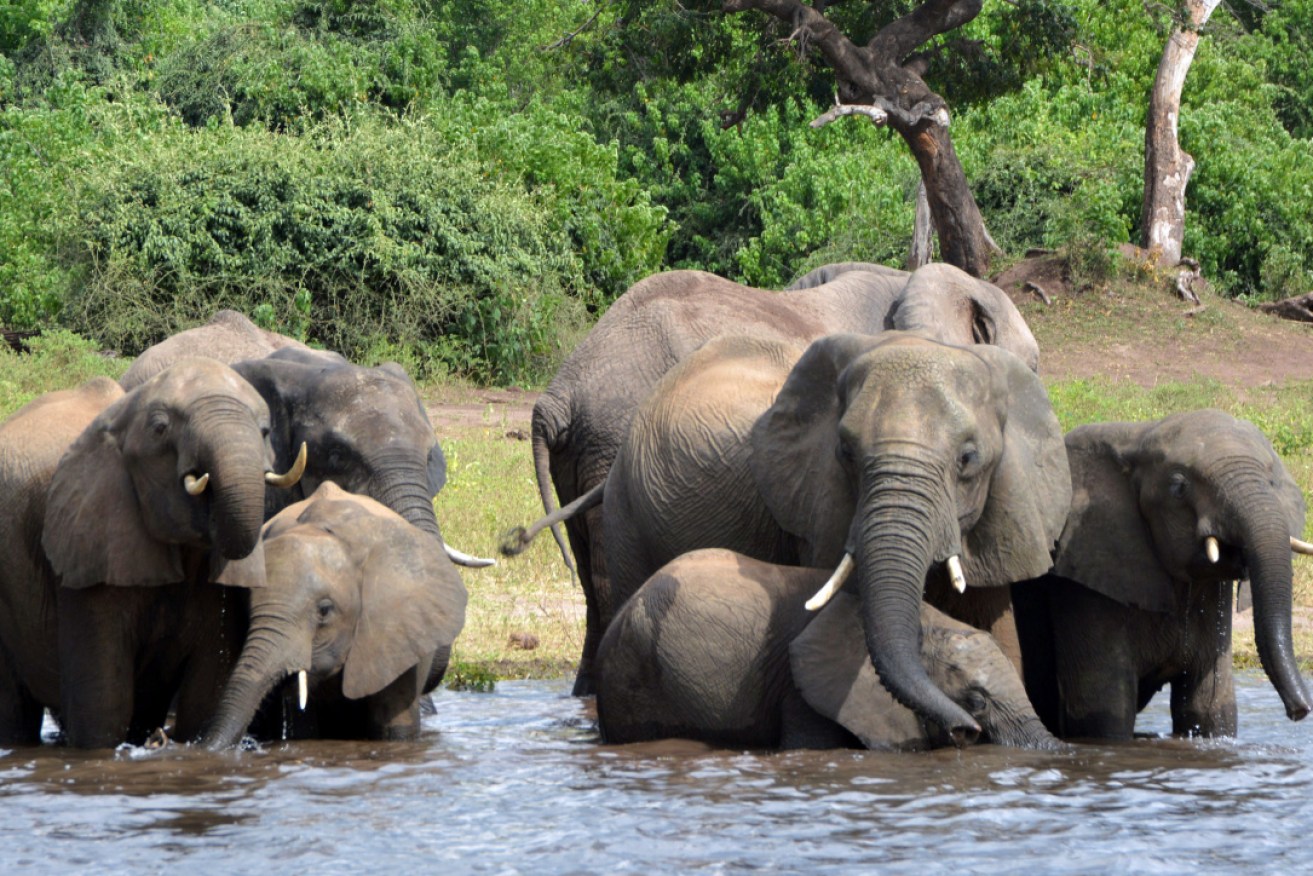 Elephants are one of the new "Big Five" of the natural world's top animals to photograph.