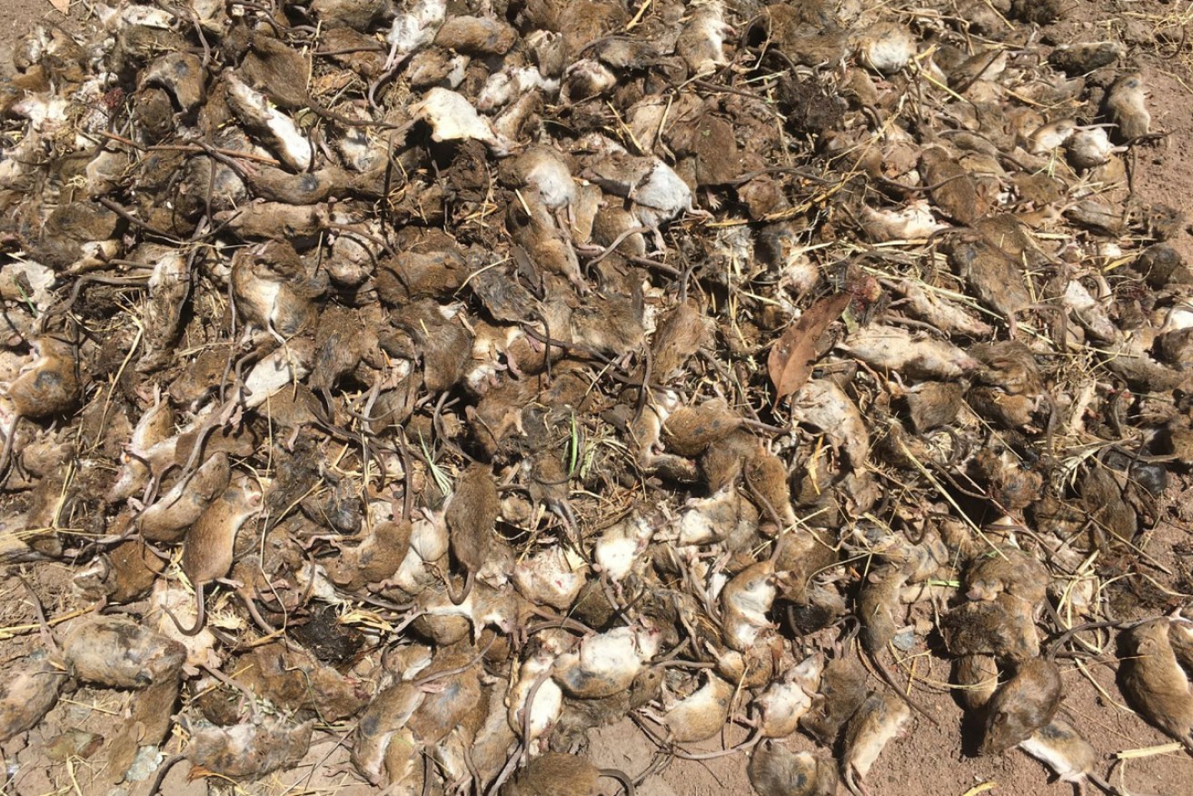 NSW has acquired 5000 litres of a poison to help farmers battle a mouse plague. 