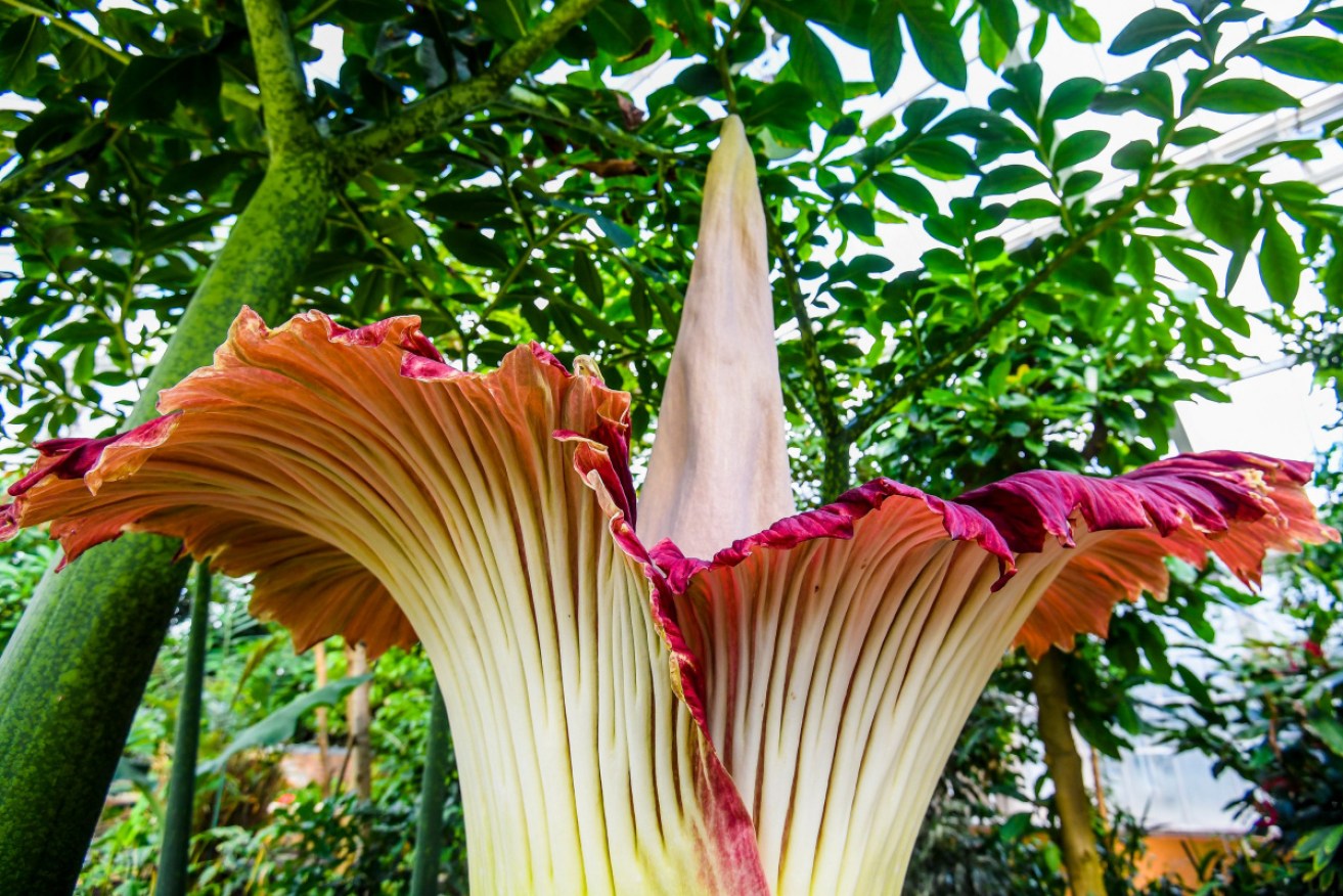 The rare corpse flower only blooms for 48 hours – and it stinks.
