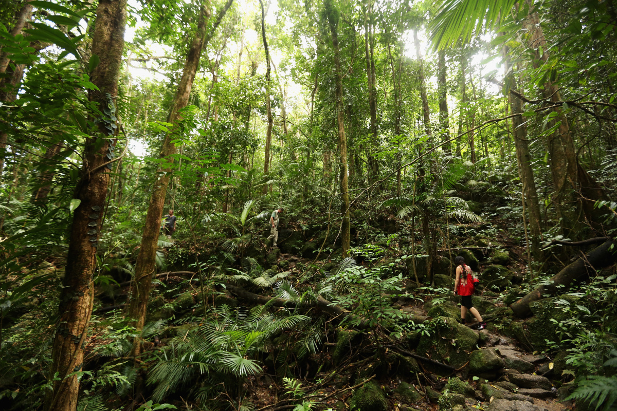 Why Labor s environment expert Tony Burke wasn t part of the