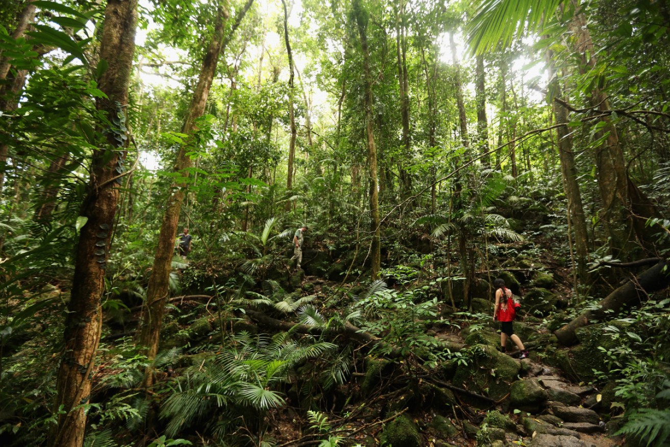 A new report has found Australia is over-reliant on  reforestation and carbon offsets. 