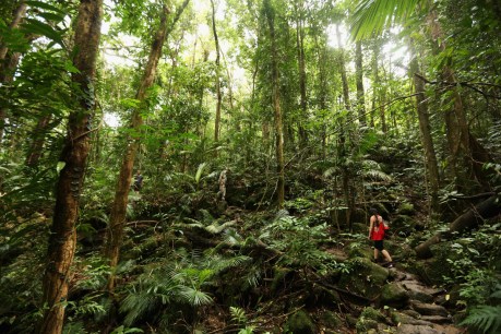 Doubt cast on carbon credits for failing forest renewal