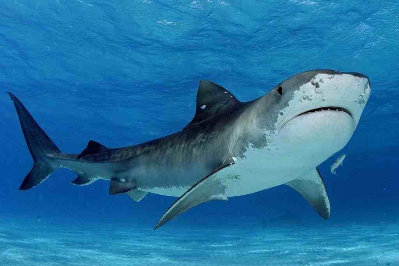It is believed the man was attacked by a tiger shark this morning.